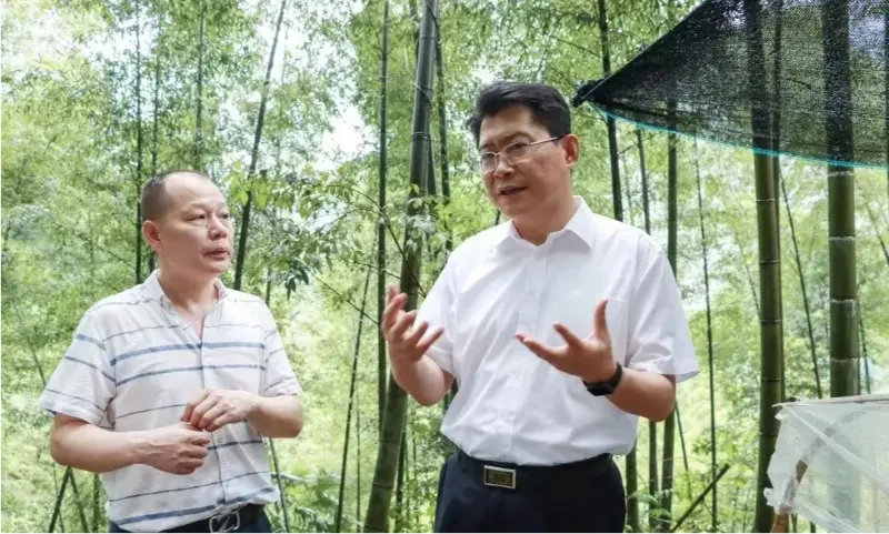 Liu Shuo, tajomník mestského výboru strany Pingxiang, kontroluje výsadbovú základňu Anoectochilus