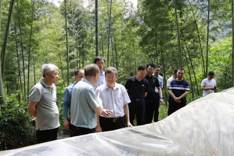 Liu Shuren, riaditeľ oddelenia rozvoja a reforiem Národnej správy lesov a trávnatých porastov, skúma výsadbovú základňu Anxin Shibawan Anoectochilus