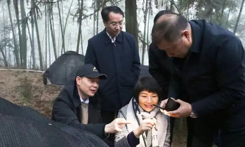 Lu Xiaoqing, bývalý predseda spoločnosti Jiangzhong Pharmaceutical a súčasný člen stáleho výboru výboru strany provincie Jiangxi a riaditeľ oddelenia propagácie, kontroluje našu základňu na pestovanie